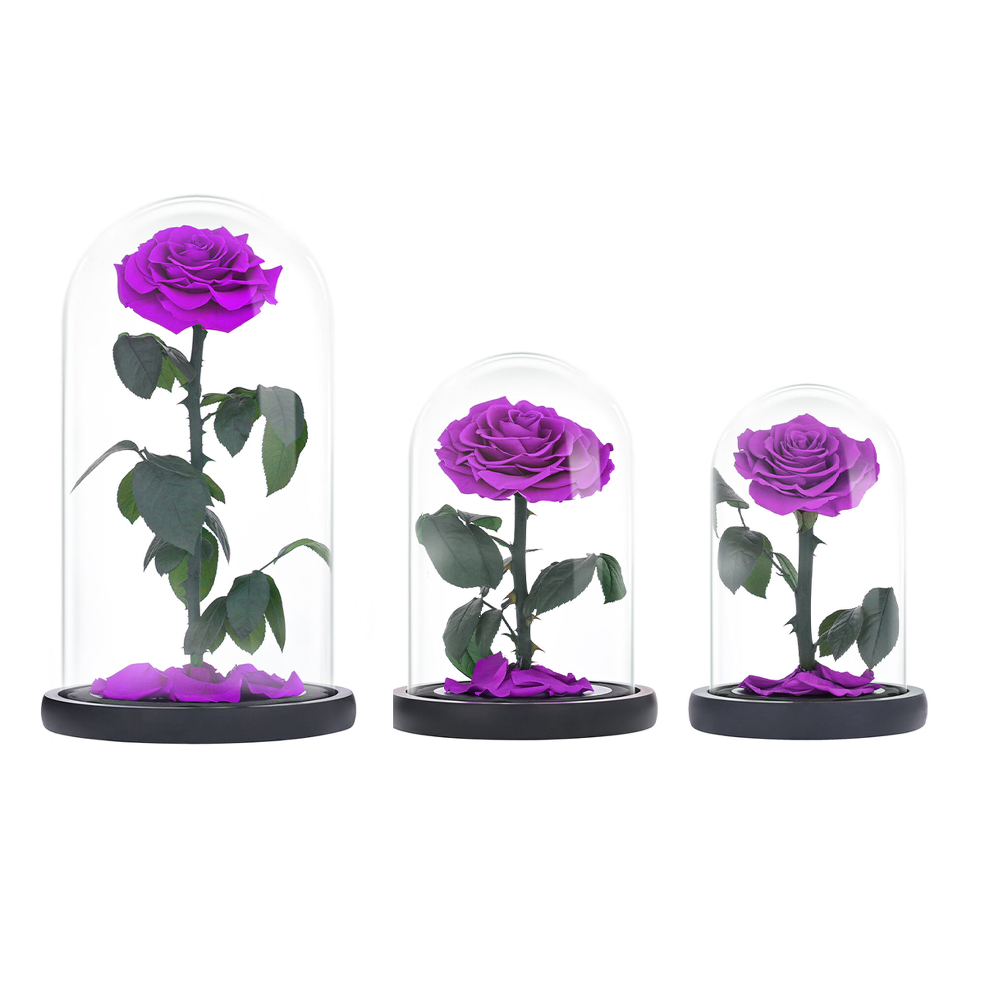 Small purple everlasting natural rose