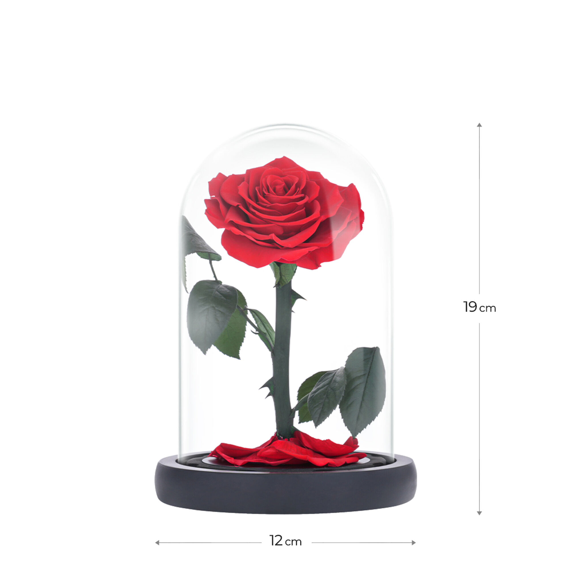 Small red everlasting natural rose