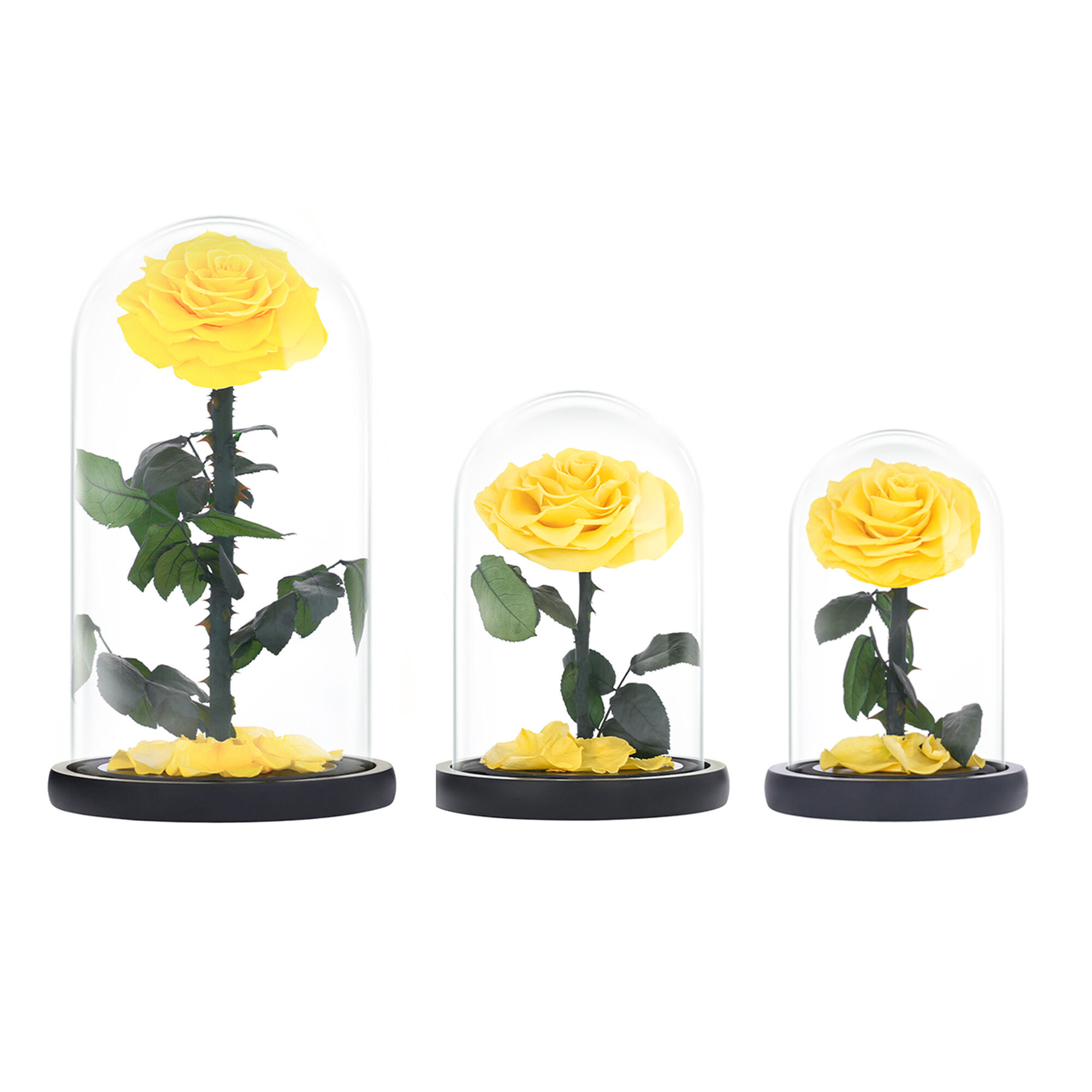 Small yellow everlasting natural roses