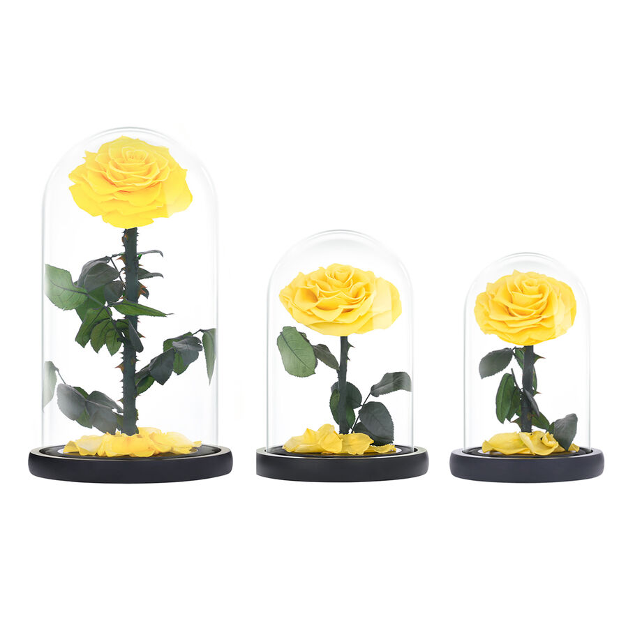 Small yellow everlasting natural roses