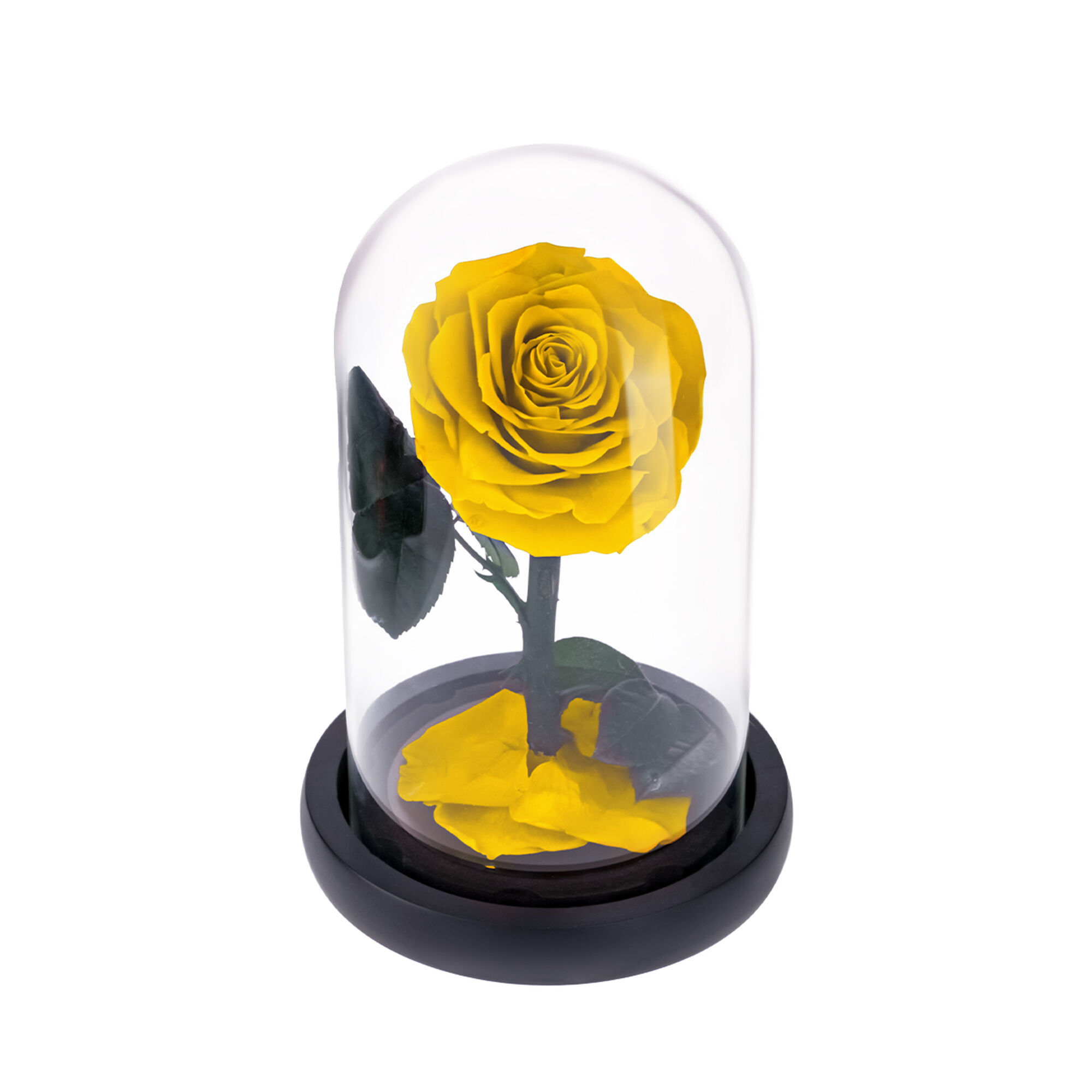 Medium yellow everlasting natural roses
