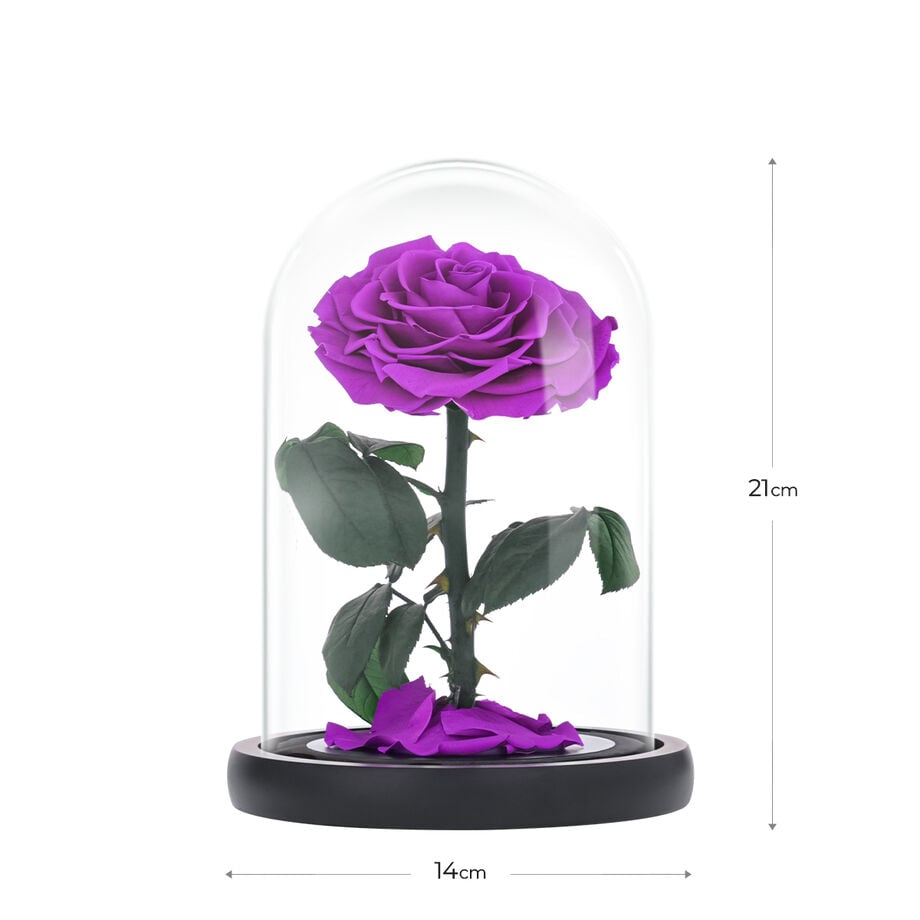 Medium purple everlasting natural roses