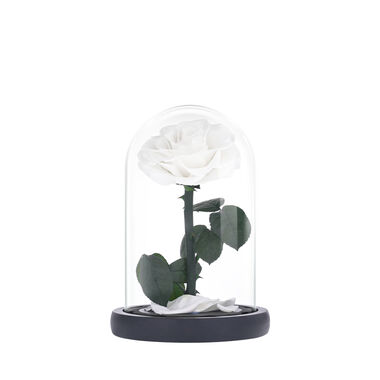 Small white everlasting natural roses