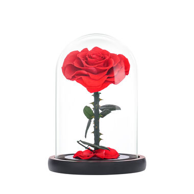 Medium red everlasting natural roses
