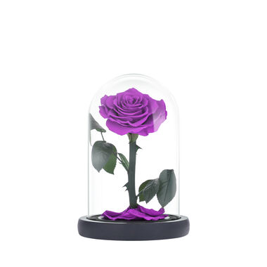 Small purple everlasting natural rose