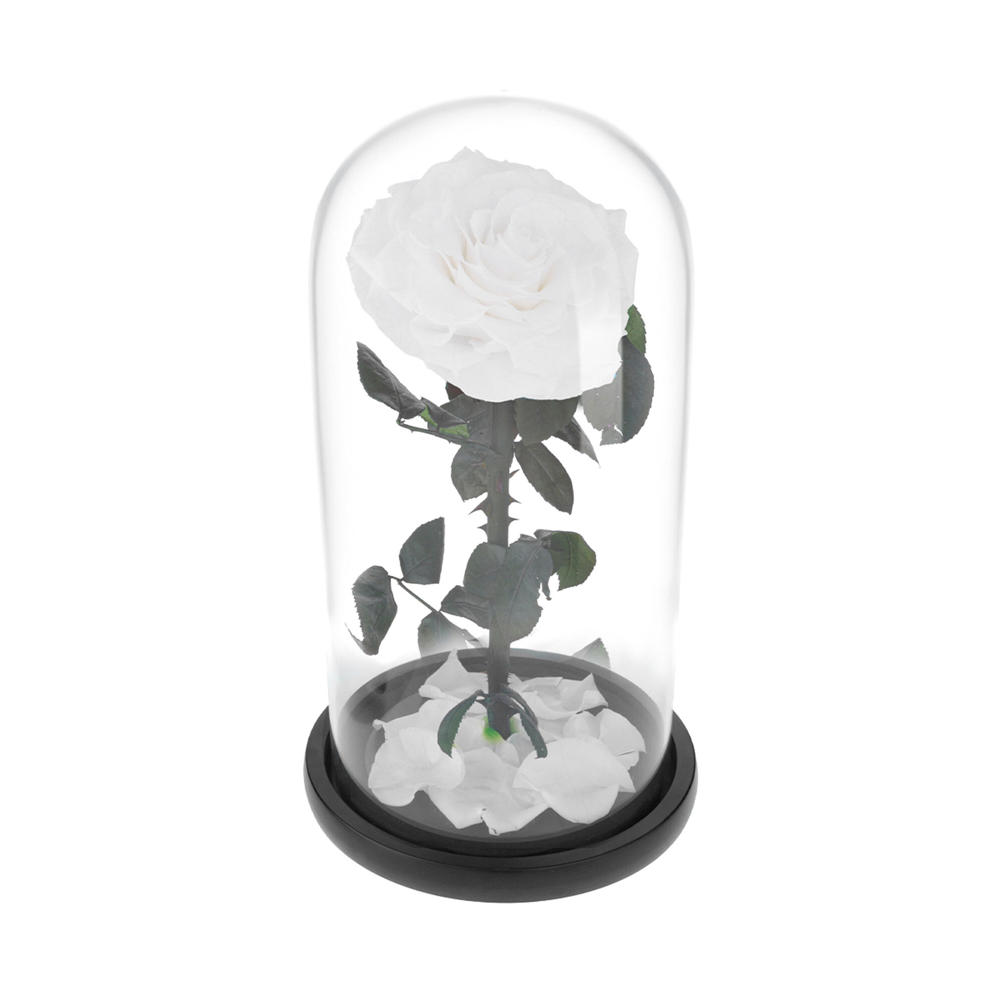 Large white everlasting natural roses