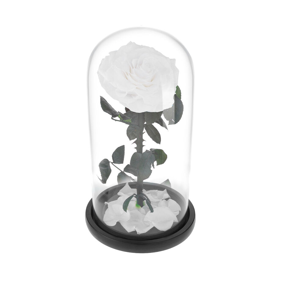 Large white everlasting natural roses