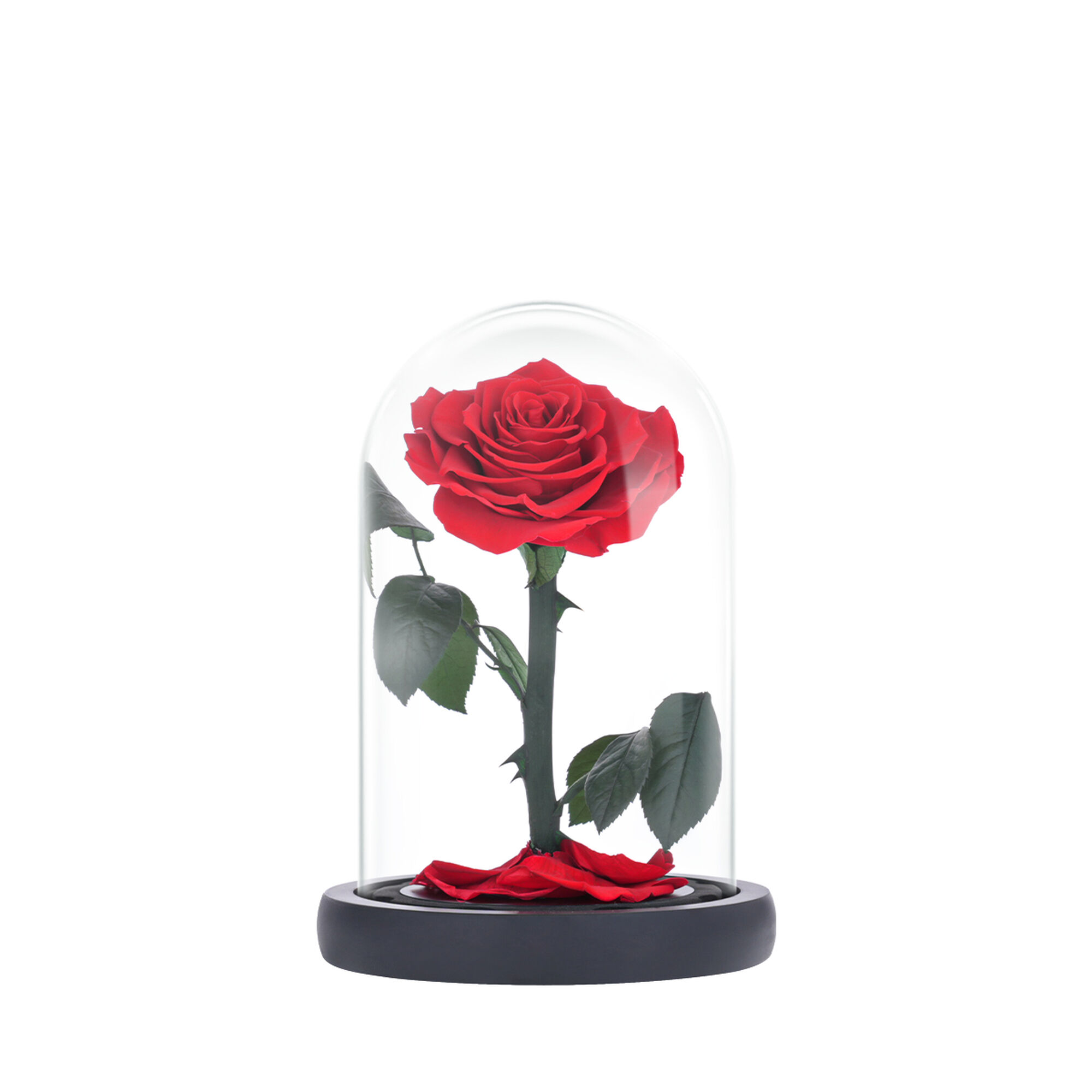 Small red everlasting natural rose
