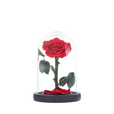 Small red everlasting natural rose