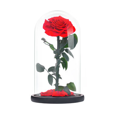 Large red everlasting natural roses