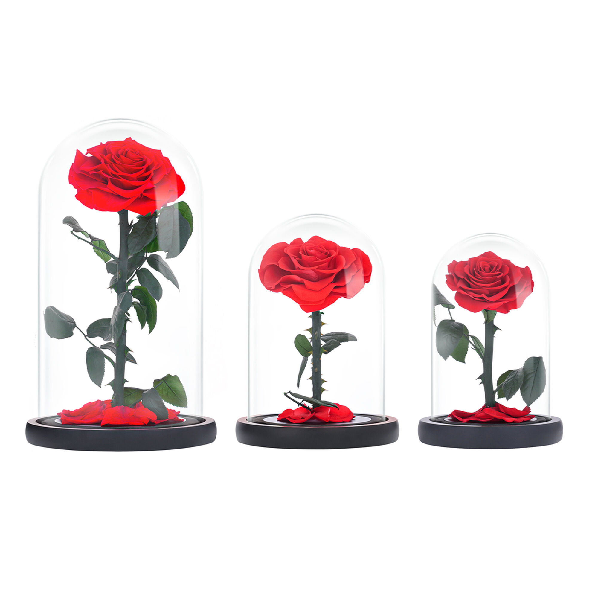 Small red everlasting natural rose