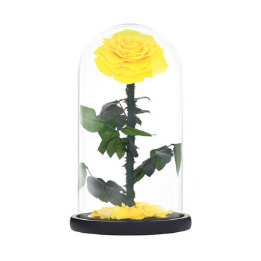 Large yellow everlasting natural roses