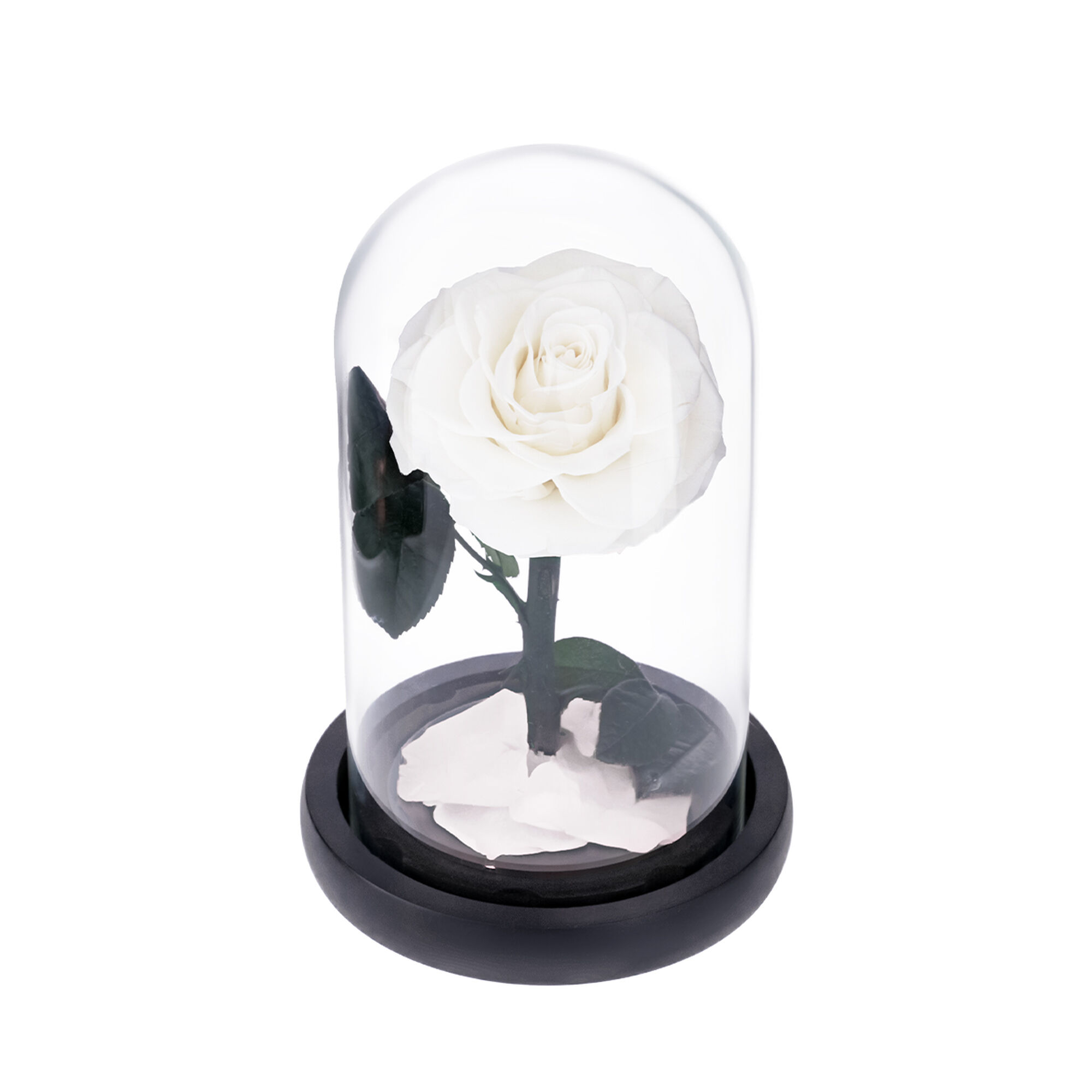 Medium white everlasting natural roses