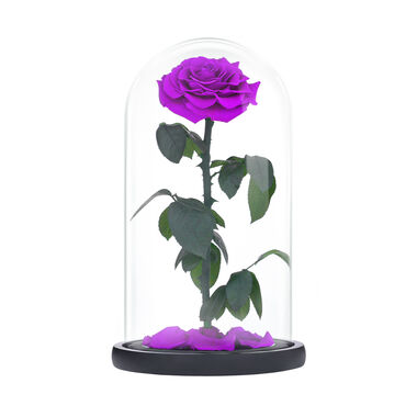 Large purple everlasting natural roses