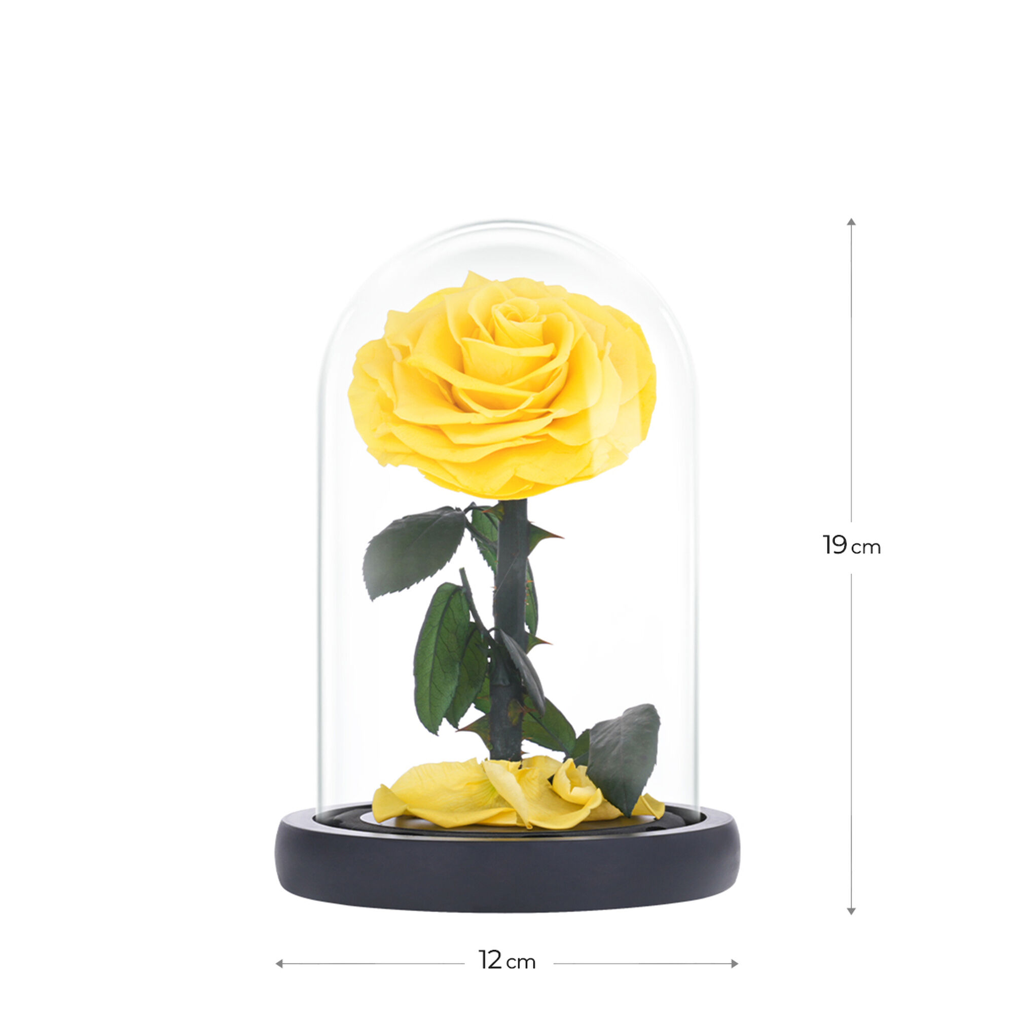Small yellow everlasting natural roses