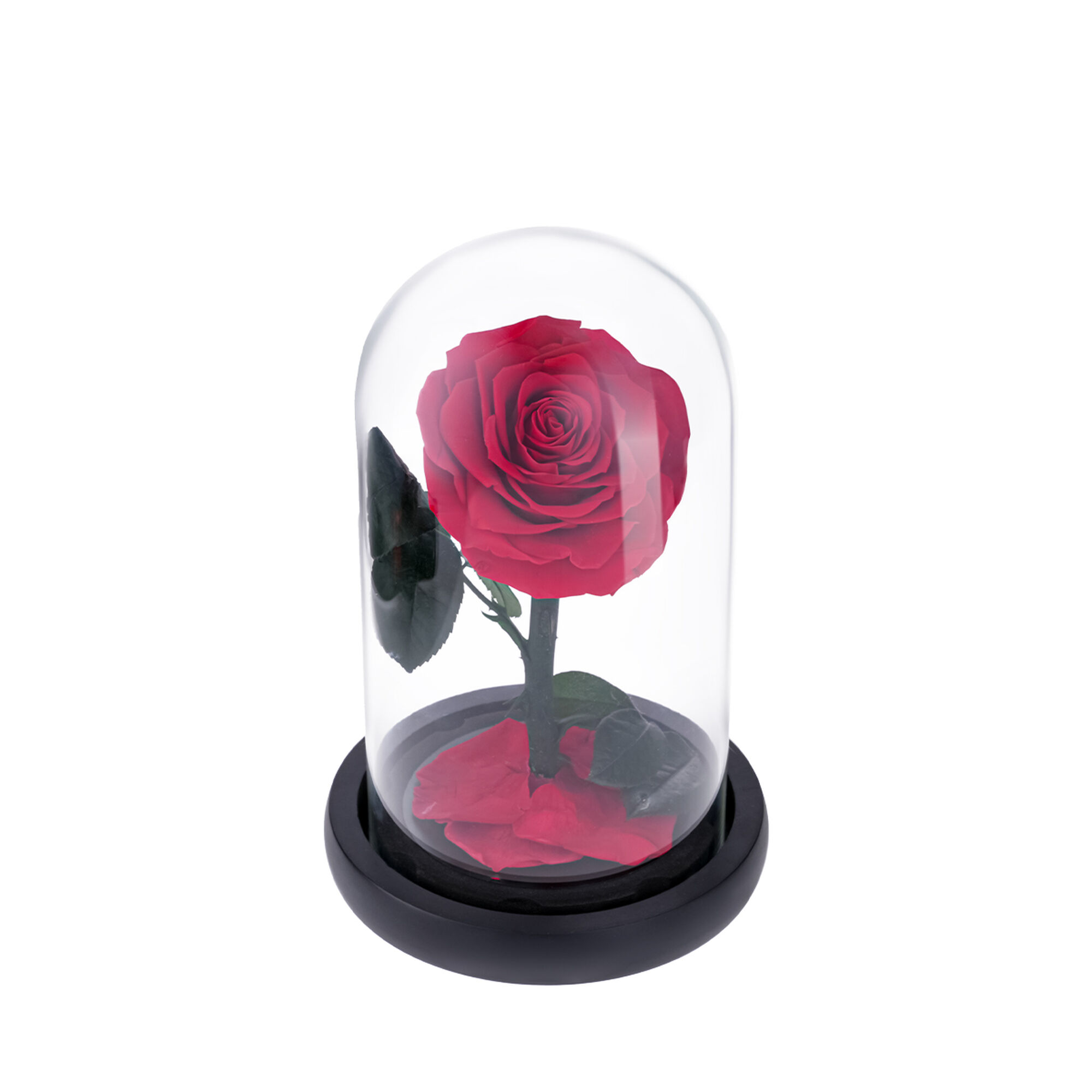 Small red everlasting natural rose