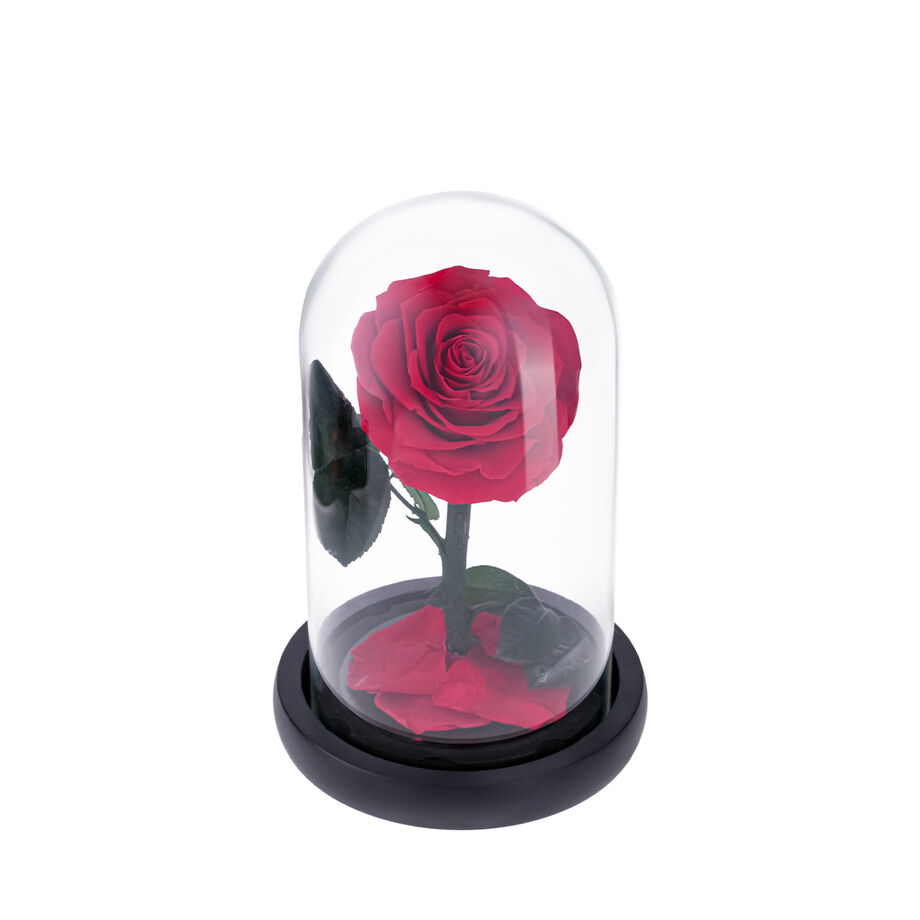 Small red everlasting natural rose