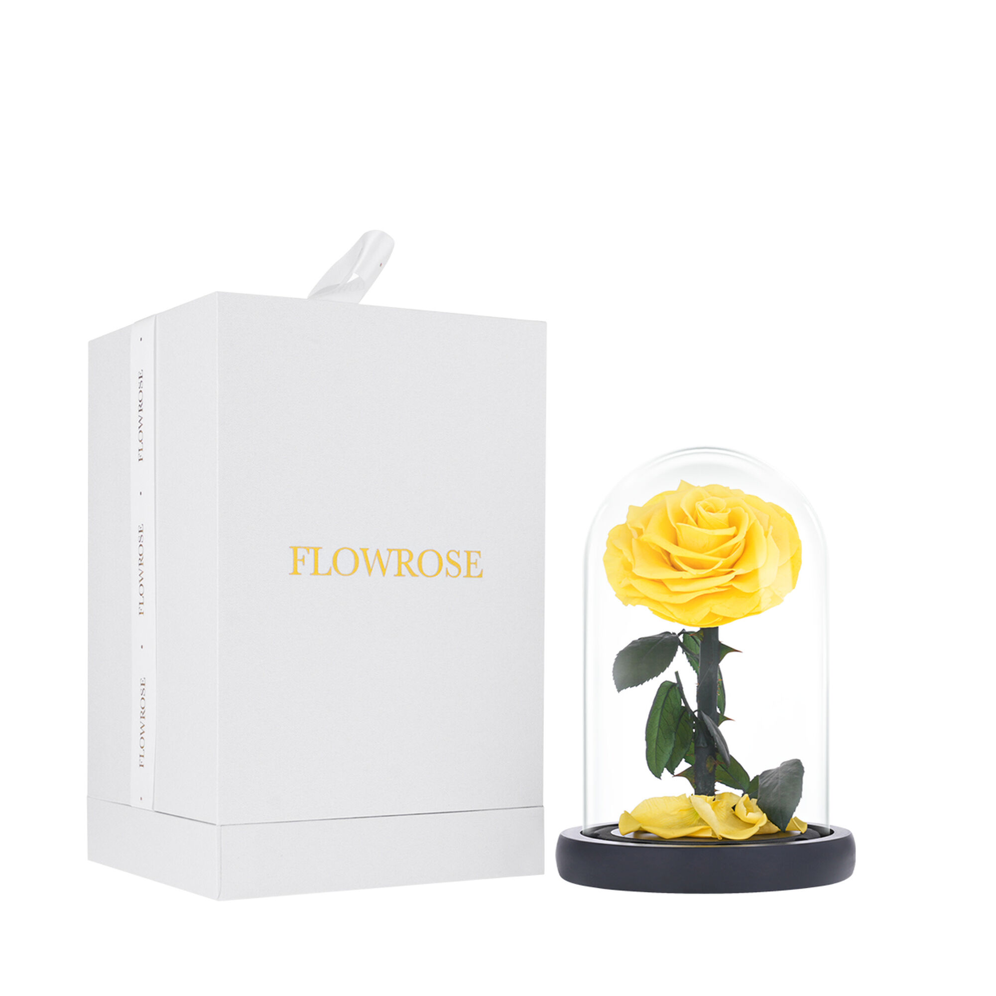 Small yellow everlasting natural roses