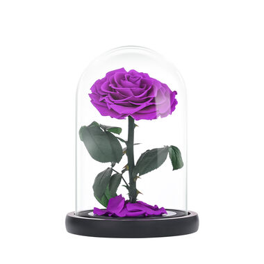 Medium purple everlasting natural roses