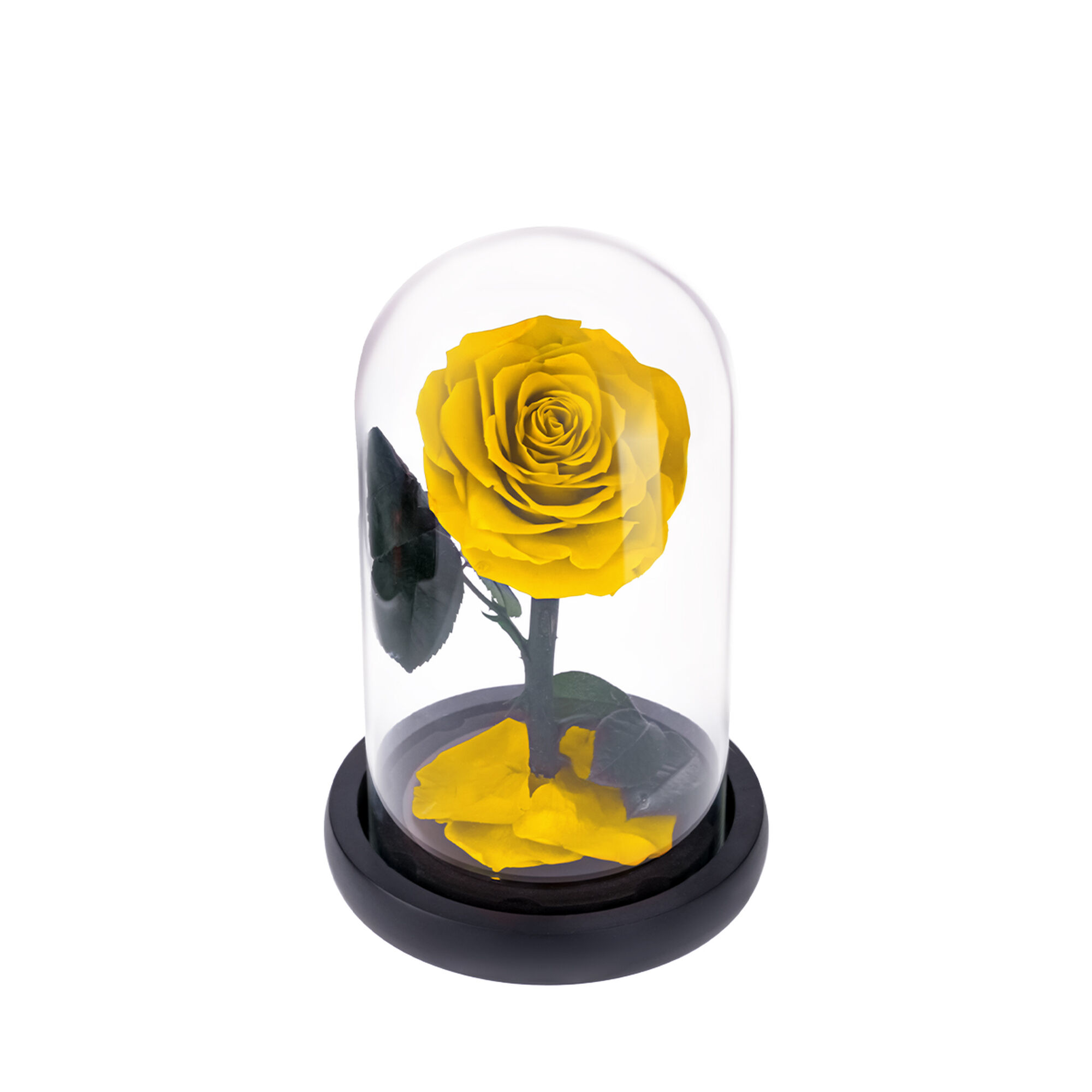Small yellow everlasting natural roses