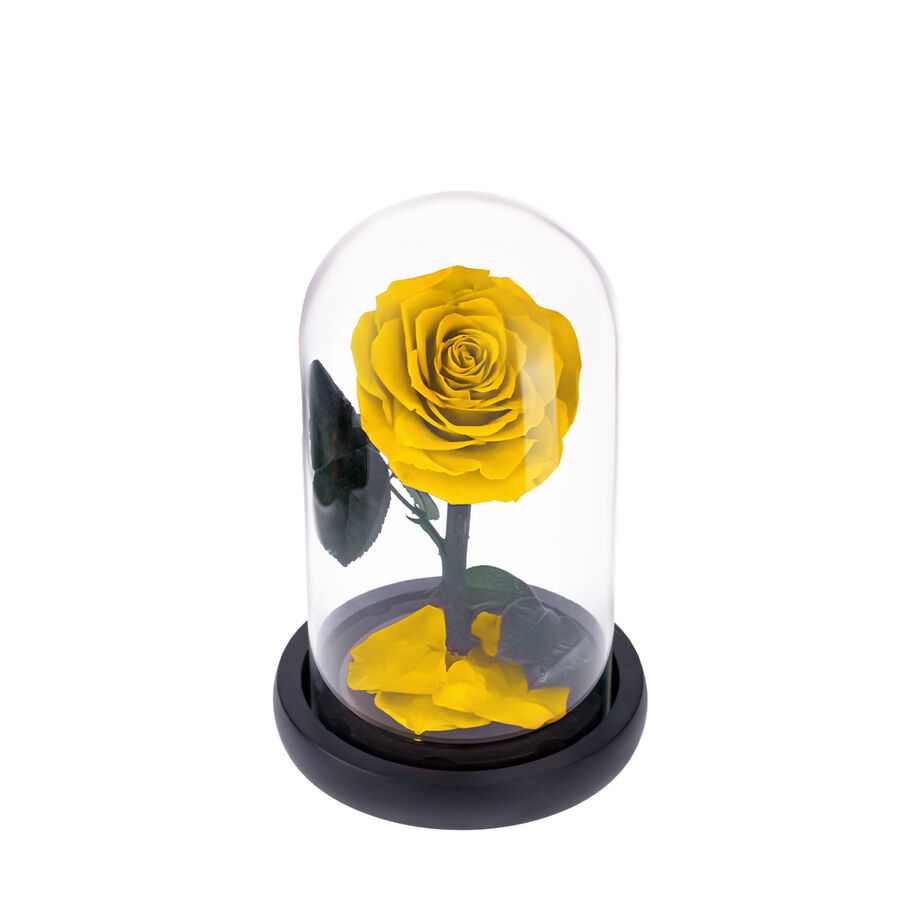 Small yellow everlasting natural roses