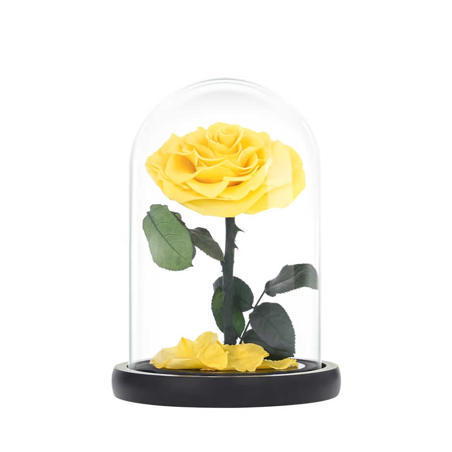 ورد طبيعي دائم اصفر وسط