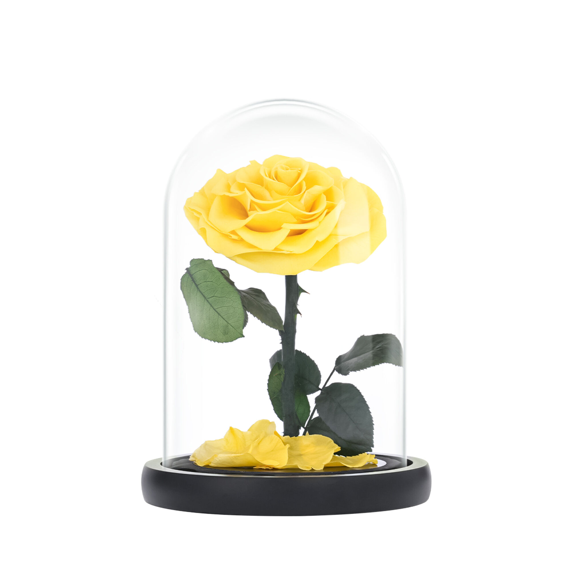 Medium yellow everlasting natural roses
